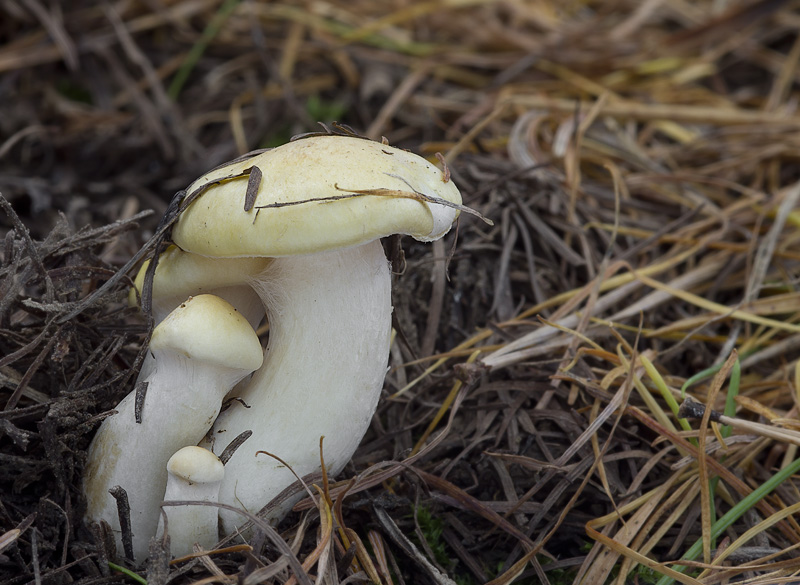 Hygrophorus lucorum